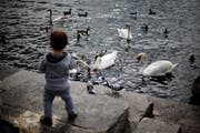 Fütterung von Schwänen und Enten: Was der junge Mann am Zugersee hier tut, soll in der neuen Jagdverordnung verboten und geahndet werden. (Bild: Stefan Kaiser)