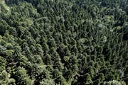 Etwa im Wald auf dem Zugerberg sollte auf Feuer verzichtet werden. (Bild: Stefan Kaiser (1.Juli 2015))
