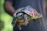 Die Schildkröte aus dem Kanalbecken an der Sitter im Tierheim Sitterhöfli. (Bild: Benjamin Manser)