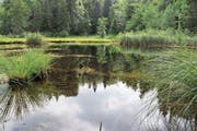 In einer Waldlichtung des Kernwaldes befindet sich ein idyllisches Moorseelein: der Gerzensee. (Bild: Patricia Helfenstein-Burch (Kerns, 11. Juli 2018))