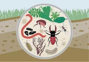Nimmt man den Waldboden unter die Lupe, sieht man, dass ganz viel Leben in ihm steckt. (Bild: Illustration: Florian Raatz)