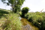 Die Lauche führt nur noch wenig Wasser; Abpumpen ist nicht mehr erlaubt. (Bild: Donato Caspari)