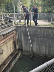 Die Rettungsaktion mit einem verlängerten Kescher. (Bild: Stadtpolizei St.Gallen)