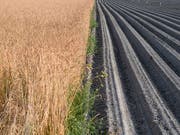 In der Ostschweiz ist die Trockenheit gross. Der Kanton Thurgau reagiert nun mit einem Wasserentnahmeverbot. (Symbolbild KEYSTONE/Gian Ehrenzeller) (Bild: KEYSTONE/GIAN EHRENZELLER)