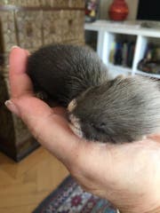 Am Anfang hatten die Tiere Platz in einer Hand. (Bild: PD)