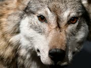   The wolf in the Bündner Herrschaft was suffering from inflammation of the brain. This is the first discovery of its kind in Switzerland (Image: KEYSTONE / WALTER BIERI) 