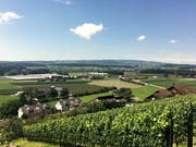 Blick auf die geplante Halle (im Hintergrund, hinter den Pappeln) von der Weinrebenkapelle her. (Visualisierung: pd)