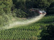 Pestizide in der Landwirtschaft - wie hier ein Mittel gegen Pilzbefall der Reben - stossen in Teilen der Bevölkerung auf Kritik. Der Schweizer Bauernverband hat daher eine Broschüre herausgegeben, um das Vertrauen der Konsumentinnen und Konsumenten zu gewinnen. (Bild: KEYSTONE/ALESSANDRO DELLA VALLE)