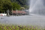 Eine Bewässerungsanlage im Lauchetal. (Bild: Donato Caspari)