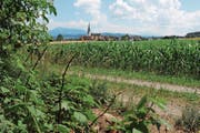 Sicht vom Rand des Bolwaldes Richtung Sins und in die Berge. (Bild: Cornelia Bisch (25. Juni 2018))