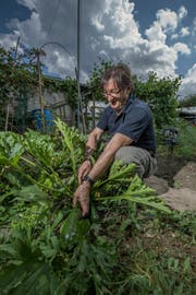 Federico Frongillo setzt beim Anbau auf Bio. (Bild: Pius Amrein (Emmen, 4. Juli 2018))