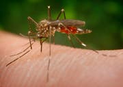 Die Asiatische Buschmücke (Aedes japonicus) ist den ganzen Tag über aktiv. (Bild: James Gathany/CDC)