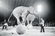 Premiere im Circus Knie mit Elefanten-Nummer am 19. März 1971. (Bild: Hans Gerber)