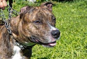 Von solch einem Staffordshire Terrier wurde gemäss der Baarerin ihr Labrador gebissen. Angeleint sei er eben nicht gewesen. (Symbolbild: Getty).