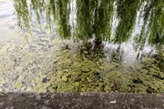 Vor dem Gredhaus ist der See voll mit grünen Fetzen. (Bild: Hanspeter Schiess)