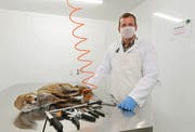 Hier arbeitet Stationsleiter des Betriebs in Rastatt, Frederik Daniels. Vor ihm auf dem Tisch liegen ein tiefgefrorener Fuchs und Werkzeug. (Bild: Uli Deck/DPA)