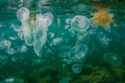 Diese Ohrenquallen empfindet man vielleicht als eklig, aber sie sind harmlos – ganz im Gegensatz zu diversen giftigen und hochgiftigen Arten. (Bild: Getty)