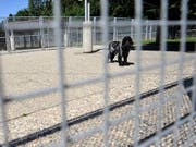 Hunde waren auch 2017 am häufigsten von Tierschutz-Strafverfahren betroffen. (Bild: KEYSTONE/DOMINIC FAVRE)