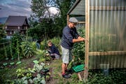 Andreas Kiener, Deborah Zurkinden (Mitte) und Elisabeth Kiener gärtnern nach Lust und Laune. (Bild: Pius Amrein (Luzern, 6. Juli 2018))