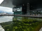 Trüben das Gesamtbild: Algen im KKL-Teich. (Leserbild: Walter Buholzer, Luzern)