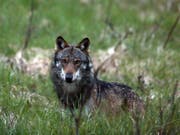 Der Wolf ist zurück im Kanton Luzern. Erstmals seit mehreren Jahren ist es im Kanton Luzern zu einem bestätigten Wolfsriss gekommen. (Bild: KEYSTONE/MARCO SCHMIDT)