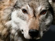 Wolf unter Verdacht: Nach mehreren Rissen in der Zentralschweiz sind Tierhalter alarmiert. (Bild: KEYSTONE/WALTER BIERI)