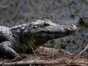 Nachdem ein Mann von einem Krokodil getötet worden war, haben Dorfbewohner fast 300 Krokodile einer Farm abgeschlachtet. (Bild: KEYSTONE/AP/JORGE SAENZ)