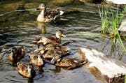 Eine Entenmutter mit ihren Jungen am Blausee. (Bild: Romano Cuonz (Melchsee-Frutt, 12. Juli 2018))