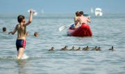 «Entenflöhe» werden von Wasservögeln übertragen und sind vor allem im seichten Wasser anzutreffen. (Symbolbild: Reto Martin/SGT)