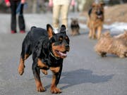 Ein Rottweiler hat am Dienstag an der Aare im Kanton Bern ein Mädchen spitalreif gebissen. (Archivfoto) (Bild: KEYSTONE/OLIVIER MAIRE)