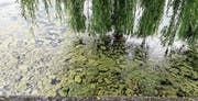 Vor dem Gredhaus in Steinach treiben grünliche Fetzen im Wasser. (Bild: Hanspeter Schiess)