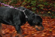 Ein Rottweiler zieht an seiner Leine. (Bild: pd)