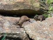 Sehen nur aus wie Murmeltiere, sind aber mit Elefanten und Seekühen verwandt: die jungen Klippschiefer im Zürcher Zoo. (Bild: KEYSTONE/MELANIE DUCHENE)