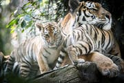 Kommen die Tigerjungen in die Pubertät, müssen sie den Walter-Zoo verlassen. Wohin, das wird in London entschieden. (Bild: Ralph Ribi)