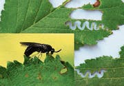 Die Zick-Zack-Ulmenblattwespe in Aktion. (Bild: Waldschutz Schweiz)