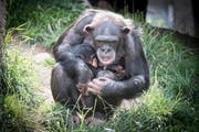 Auch bei den Schimpansen gab’s Nachwuchs: Eins von zwei Babys mit seiner Mutter. (Bild: Ralph Ribi)