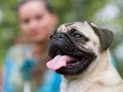 Zwar recht herzig anzuschauen, in der Hitze aber arme Hunde: Ein kurköpfiger Mops. (Bild: KEYSTONE/AP/GERO BRELOER)