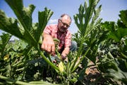 Der Ruswiler Gemüsebauer Hans Blaser auf einem seiner Zucchetti-Felder. (Bild: Manuela Jans-Koch (19. Juli 2018))