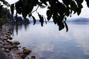Die Badewasserqualität ist sehr gut, doch ganz gesund ist der Zugersee noch nicht. Bild: Werner Schelbert (Zug, 17. Juli 2018)