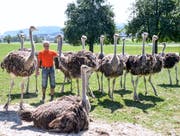 Landwirt Jakob Schwager inmitten seiner Strausse.