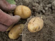 Kartoffeln würden zu einem Hauptnahrungsmittel, sollte die Schweiz sich in einem Notfallszenario selbstversorgerisch ernähren müssen. (Bild: Agroscope)