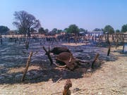 In Nigeria kommt es immer wieder zu tödlichen Überfällen von Viehdieben, wie 2012 in Potiskum im Nordosten des Landes. (Bild: KEYSTONE/AP/Adamu Adamu)