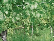 Es wird ein sensationelles Weinjahr, wenn die Natur den Winzern bis nach dem Wimmet keinen Strich durch die Rechnung macht. (Bild: kla)