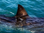 Der mutmassliche Hai hatte laut Angaben eines der Bissopfer eine Grösse zwischen 90 und 120 Zentimeter. (Bild: KEYSTONE/AP/SCHALK VAN ZUYDAM)