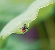 Unter den sogenannten Schildzecken spielt der gemeine Holzbock, Ixodes ricinus, im Kanton Zug die wichtigste Rolle. (Bild: Keystone/Carola Vahldiek)