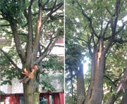 Der Baum ist am Stamm und an einem Ast, in rund drei Metern Höhe, verletzt. (Bild: PD/Rorschacher Echo)