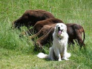 Ein Herdenschutzhund und eine Schafherde. Wanderer sollten ruhig an Schutzhunden vorbeigehen und beispielsweise nicht mit dem Wanderstock herum fuchteln. Auch freundliches Zureden kann helfen. (Bild: KEYSTONE/APA/APA/BARBARA GINDL)