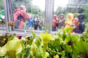 Fleischfressende Pflanzen im Botanischen Garten: Der Kurs steht auch dieses Jahr wieder auf dem Sommerplausch-Programm. (Archivbild: Urs Jaudas)