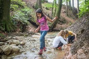 Der Sommerplausch-Kurs "Ab in die Hexenküche" führt diesen Sommer wieder in den Farnenwald bei Abtwil. (Archivbild: Benjamin Manser)