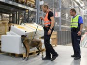 Schnüffler im Dienst der Grenzwacht und der Polizei: Ein Spürhund sucht in den Lagerhallen des Möbelhauses Ikea in St. Gallen nach Sprengstoff. (Bild: KEYSTONE/GIAN EHRENZELLER)